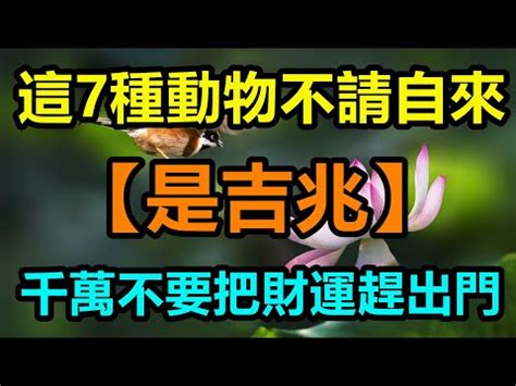 金龜擺放位置|金龜何時現身？風水師揭秘